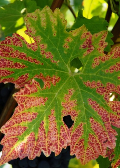Cabernet Sauvignon Blatt 14